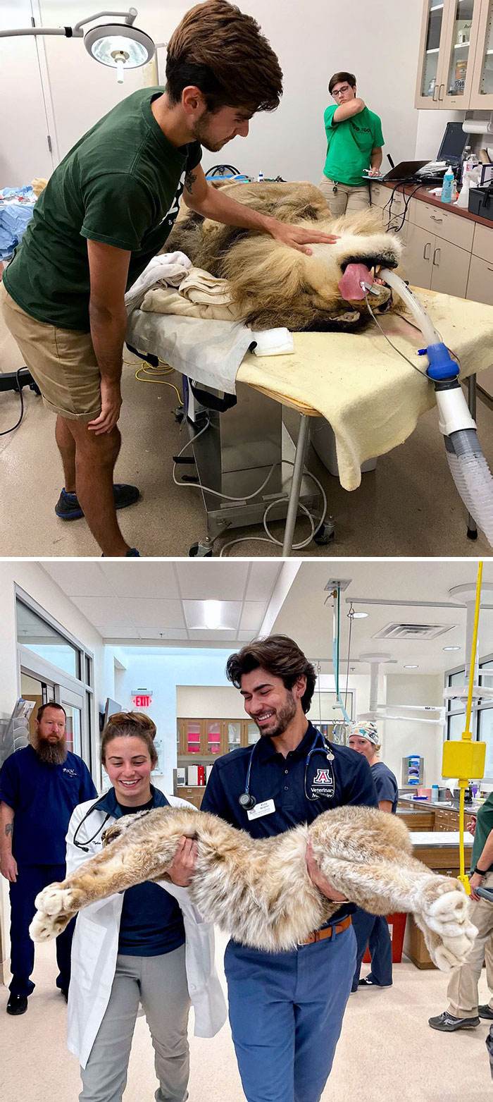 Vet Job Moments 40 663B39806113E 700