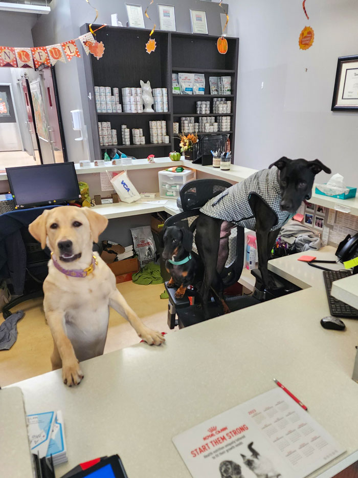 Vet Job Moments 5 660Fef6044621 700