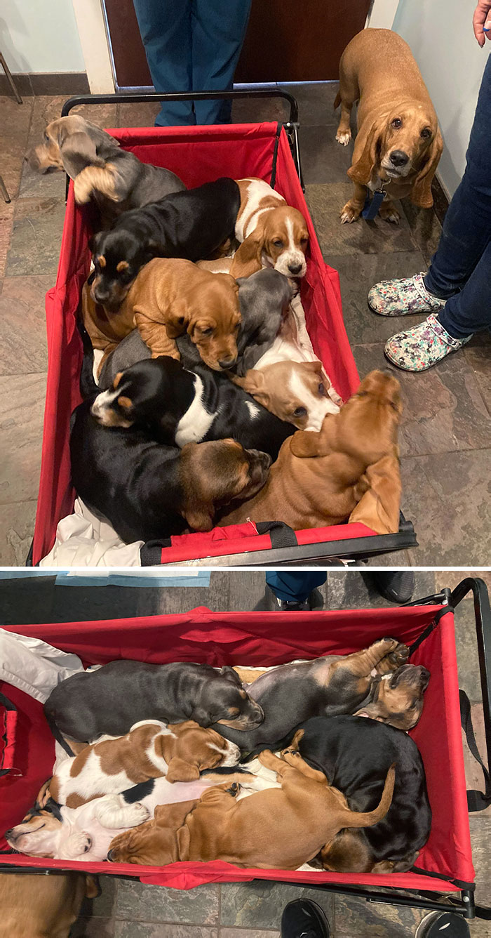 30 Heartwarming And Hilarious Moments Captured In Veterinary Clinics