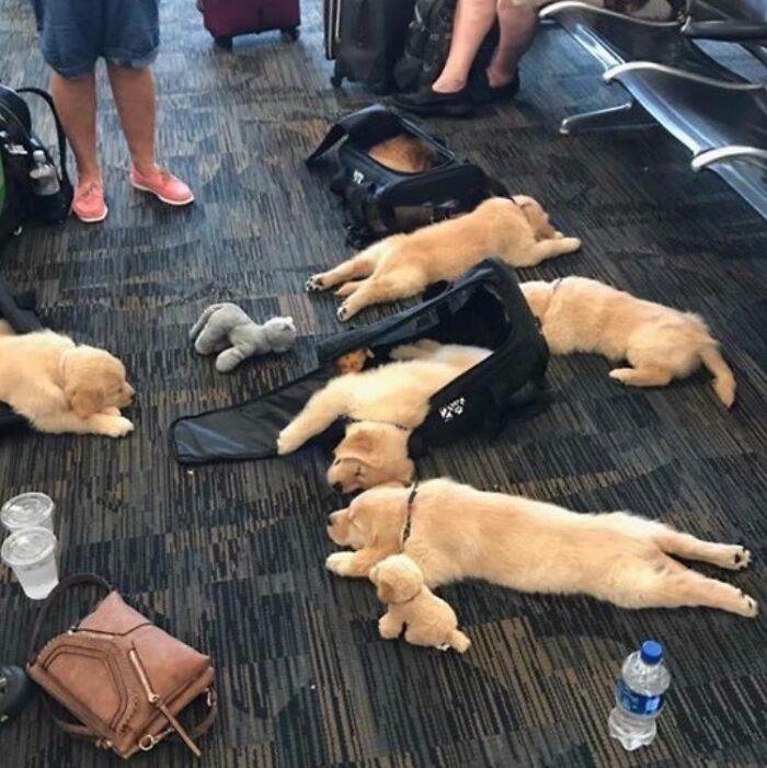 66865D5Be8829 Funny Airport Photos