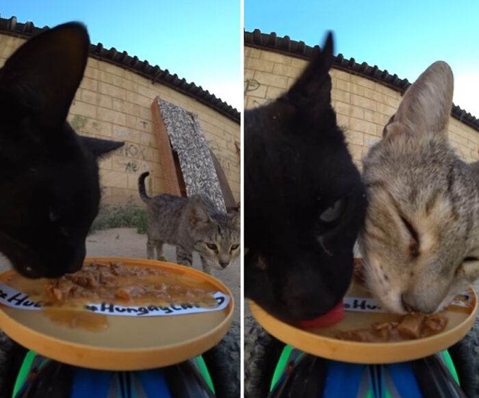 A Man Uses A Drone To Look For Stray Cats And Feed Them 40 Pics 1 Video 6690Ee0355789 700