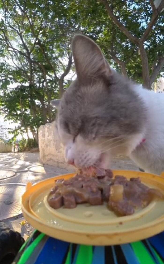 A Man Uses A Drone To Look For Stray Cats And Feed Them 40 Pics 1 Video 6690Ee23Ba34B 700
