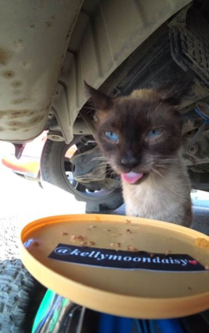 A Man Uses A Drone To Look For Stray Cats And Feed Them 40 Pics 1 Video 6690Ee25D299C 700