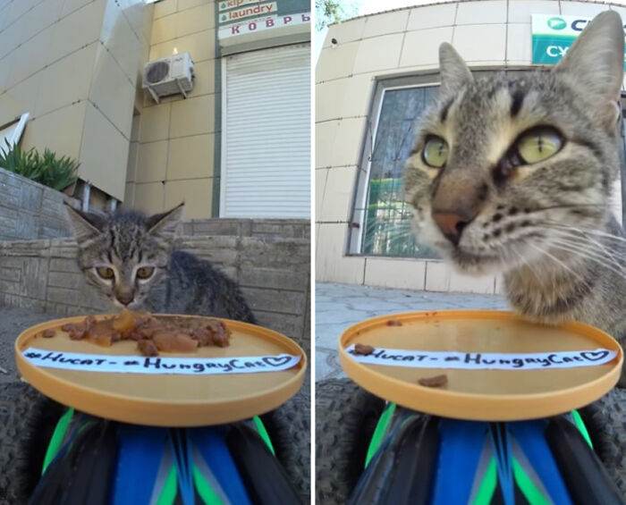 30 Adorable Pics Of A Man Feeding Animals In Need With A Drone