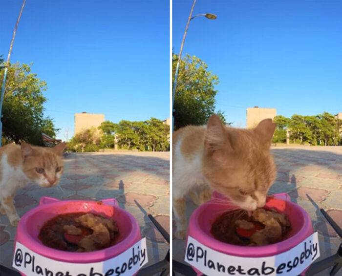 A Man Uses A Drone To Look For Stray Cats And Feed Them 40 Pics 1 Video 6690F5Ed2Cc19 700