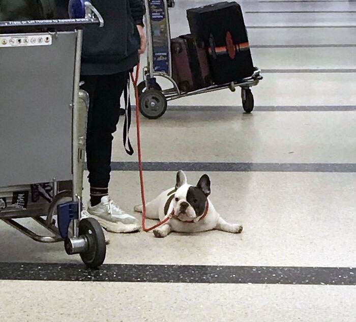 Funny Airport Photos 1 667E82A23D6Bd 700
