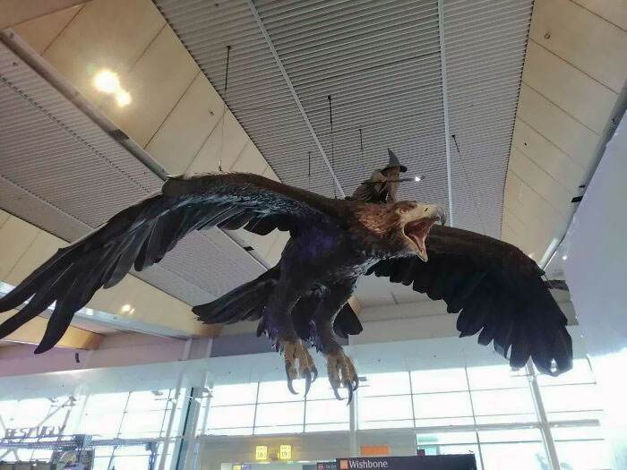 Funny Airport Photos 29 66868C72Ed819 700