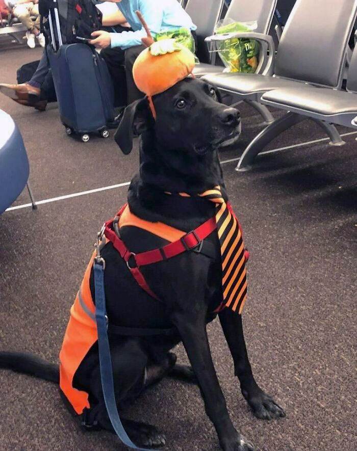 Funny Airport Photos 40 66869A4A373D0 700
