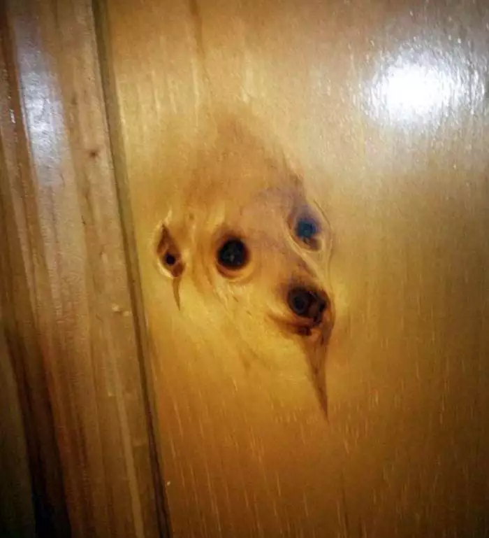 Interesting Pareidolia Pics 79 668D27D1E3906 700
