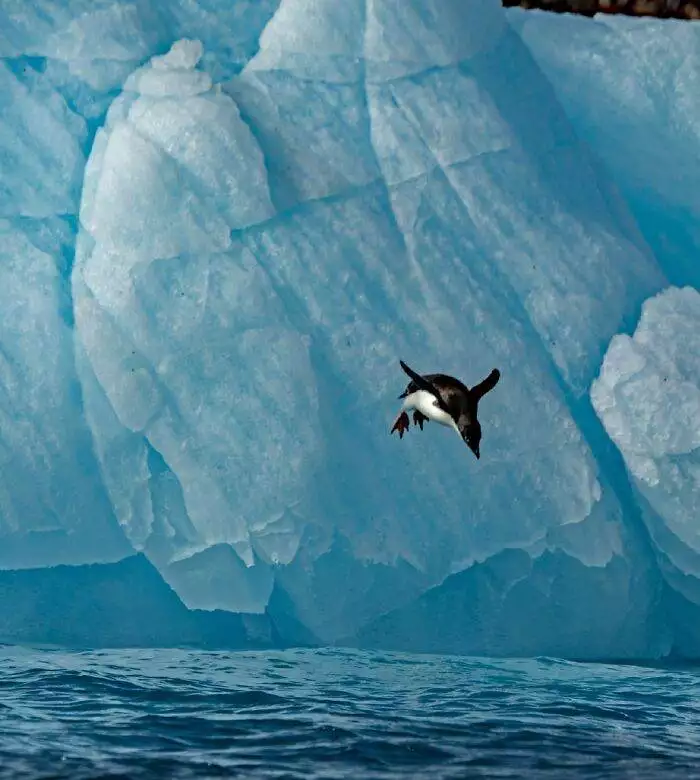 30 Stunning Wildlife Photos Captured By Photographers Worldwide