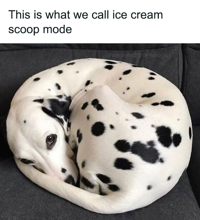 30 Irresistibly Cute Animal Memes To Instantly Brighten Your Day