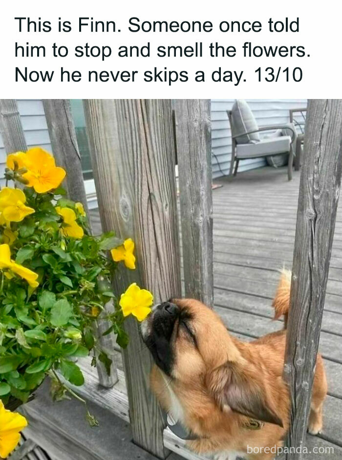 50 Heartwarming Memes For Those Who Prefer Dogs Over People