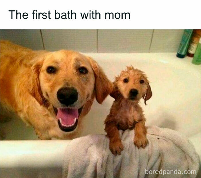 Funny Dog Memes Dogmemesofinsta 11 66Defb5A0E853 700 1
