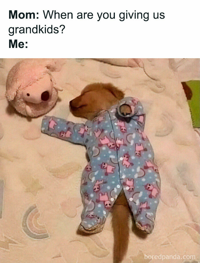 Funny Dog Memes Dogmemesofinsta 14 66Deff55C50B8 700 1