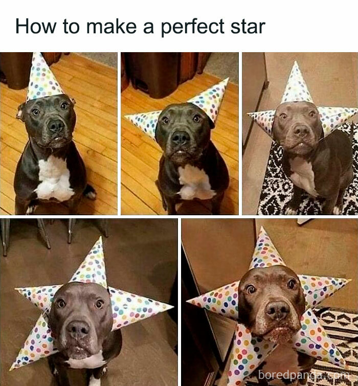 Funny Dog Memes Dogmemesofinsta 19 66Df07056D2B4 700 1