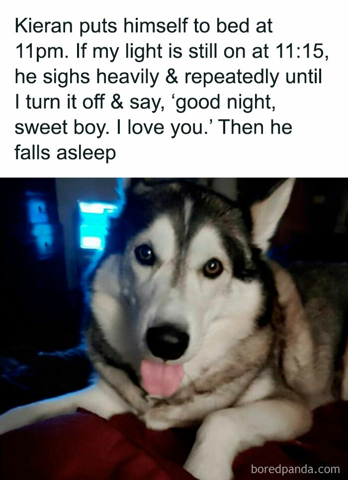 Funny Dog Memes Dogmemesofinsta 20 66Df07E6A503B 700 1
