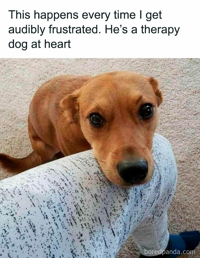 Funny Dog Memes Dogmemesofinsta 23 66Df09F2956F8 700 1
