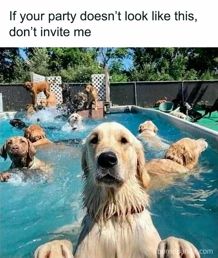 Funny Dog Memes Dogmemesofinsta 24 66Df0A4B04115 700 1