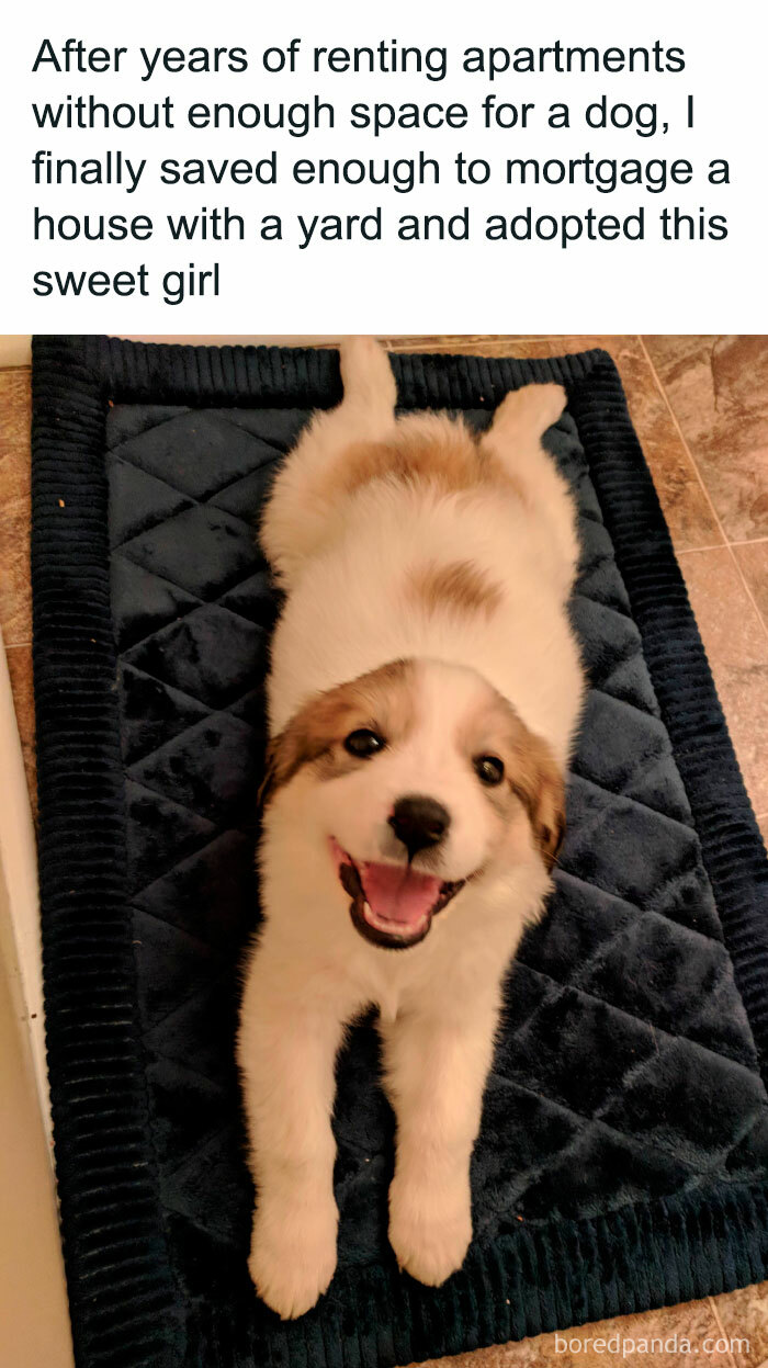 50 Heartwarming Memes For Those Who Prefer Dogs Over People