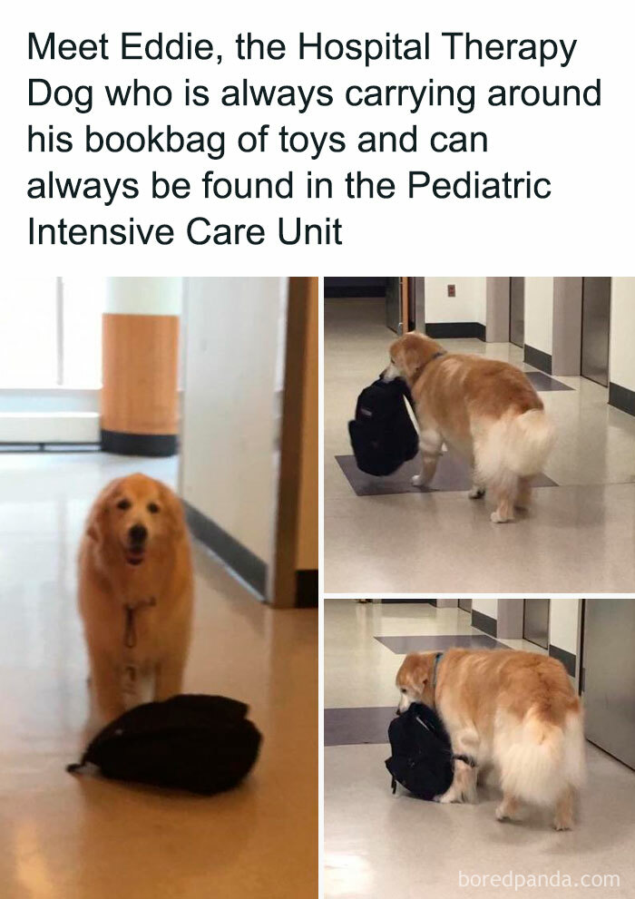 Funny Dog Memes Dogmemesofinsta 26 66E155Ae637De 700 1