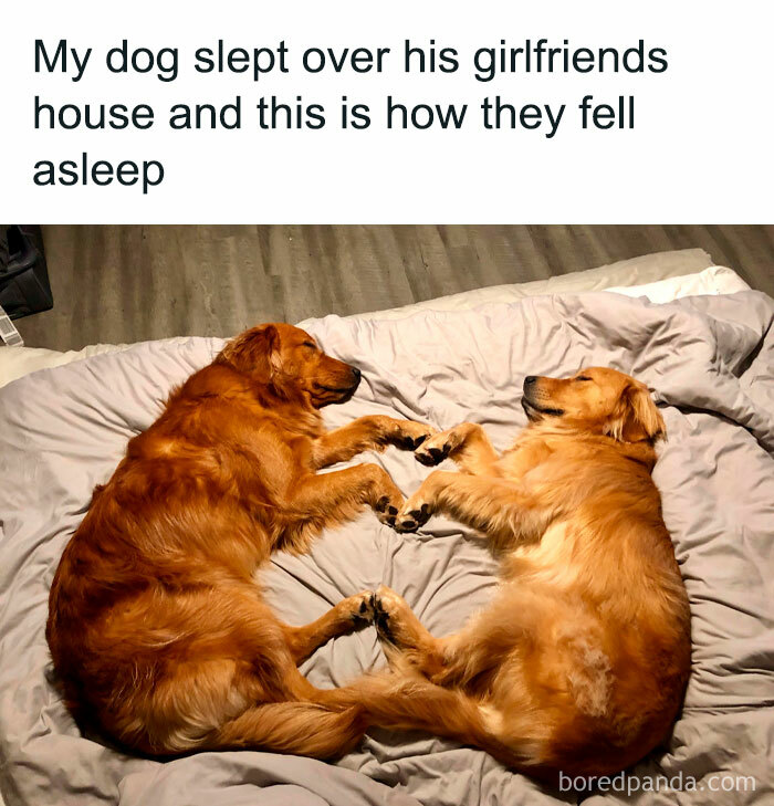 50 Heartwarming Memes For Those Who Prefer Dogs Over People