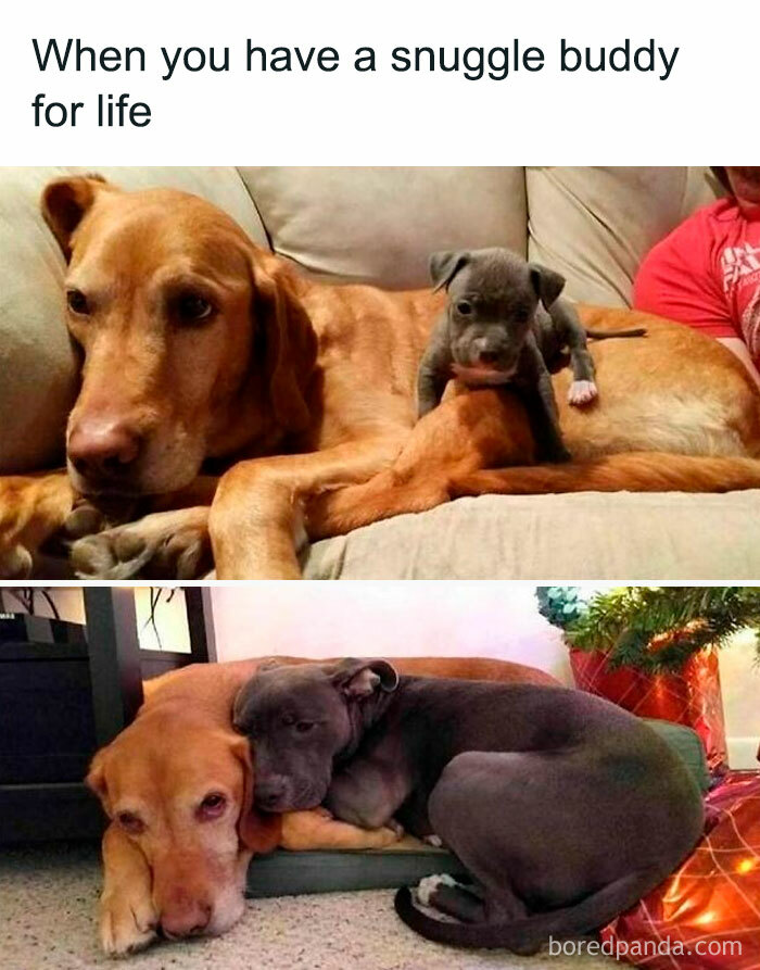 Funny Dog Memes Dogmemesofinsta 28 66E1569A06F44 700 1