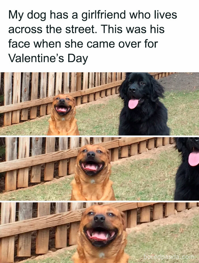 Funny Dog Memes Dogmemesofinsta 29 66E156F13F7E2 700 1