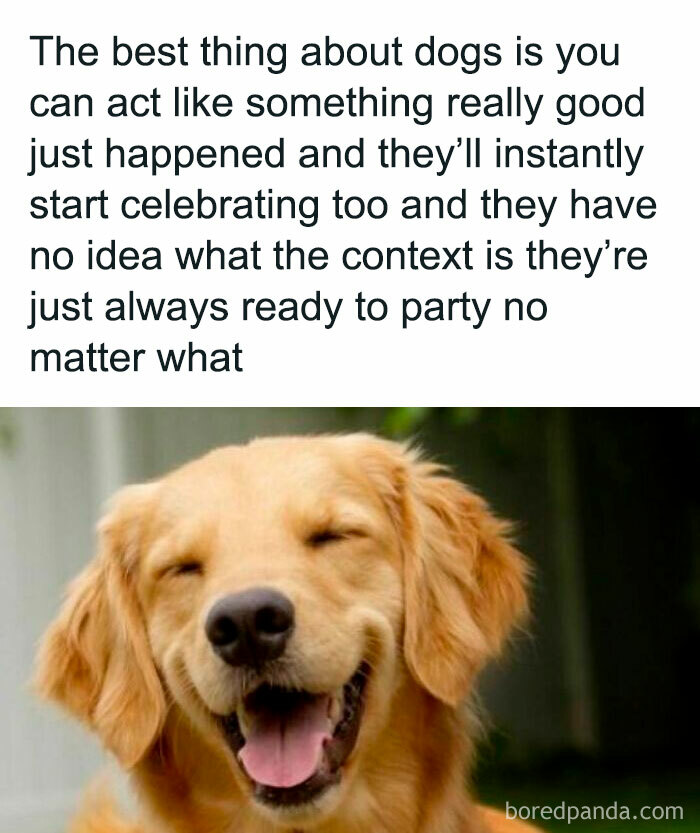 Funny Dog Memes Dogmemesofinsta 30 66E157638B74B 700 1