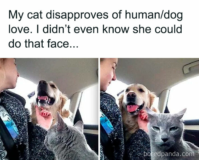 Funny Dog Memes Dogmemesofinsta 31 66E157E0B6C6C 700 1