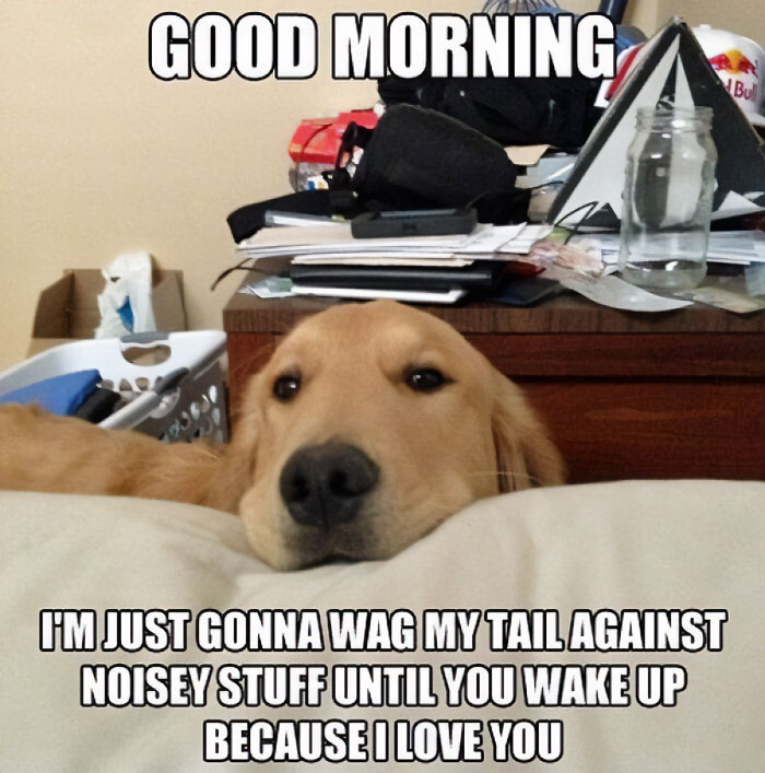 Funny Dog Memes Dogmemesofinsta 34 66E158C016425 700 1
