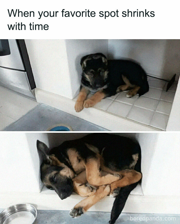 50 Heartwarming Memes For Those Who Prefer Dogs Over People