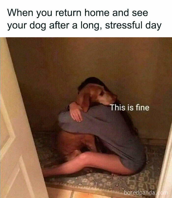Funny Dog Memes Dogmemesofinsta 6 66Def82Aa3713 700 1