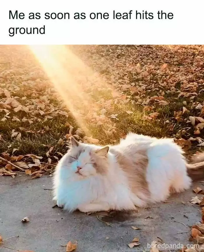 Fall Meme 1 6708D6F2C8E1E 700