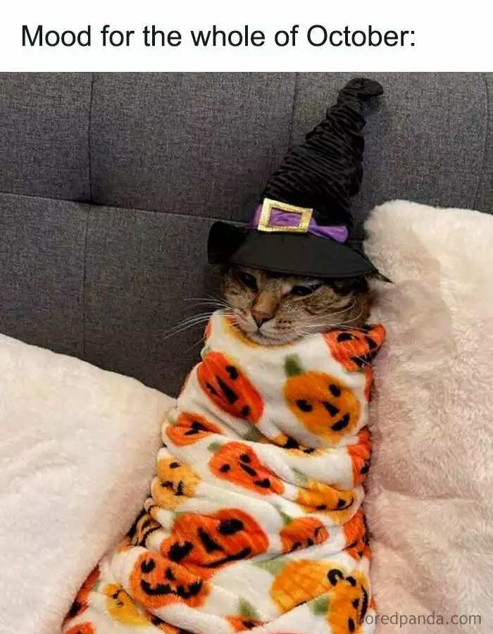 Fall Meme 34 6708D756D5305 700