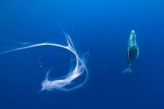 Spectacular Winning Images From The 2024 Siena International Photo Awards 6708B5A4B1F58 700 1