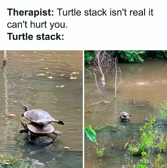 Turtle Meme 18 67067C2417821 700