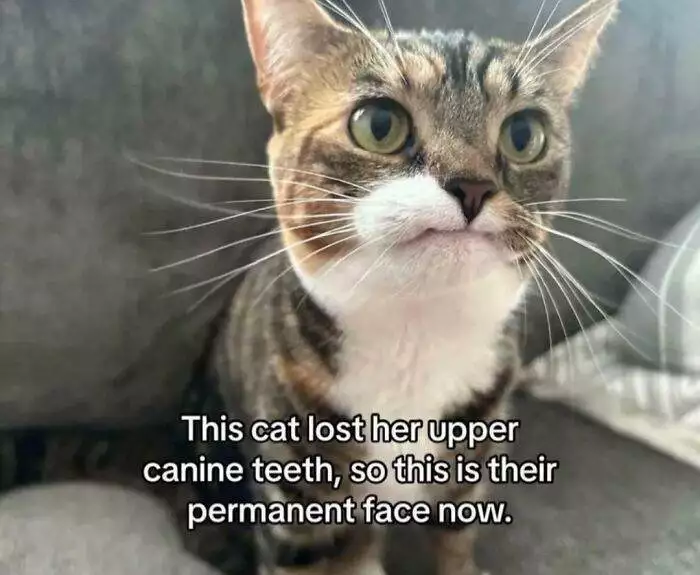6733689E4Bf8A Cat Memes Meow Irl