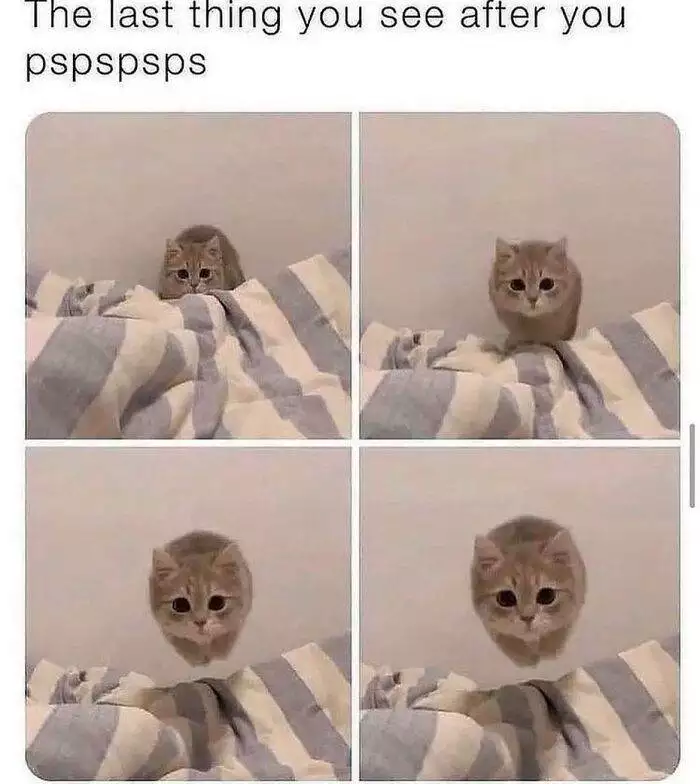 6734527Dedec1 Cat Memes Meow Irl