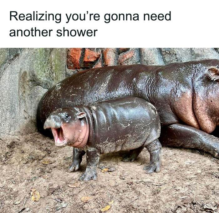 Moo Deng Meme 11 6733032Ba1C0C 700