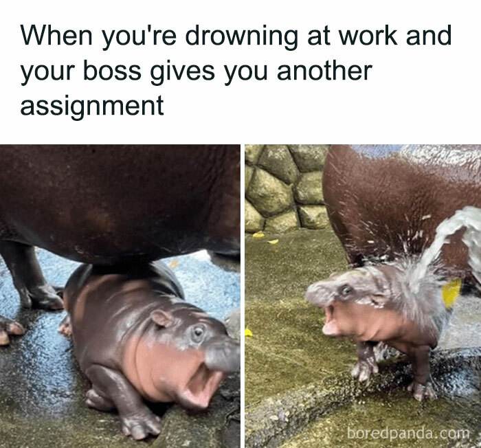 Moo Deng Meme 12 6733032Dceadf 700