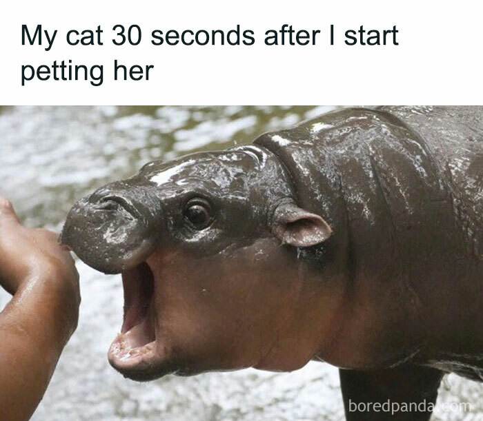 Moo Deng Meme 14 67330330A314A 700