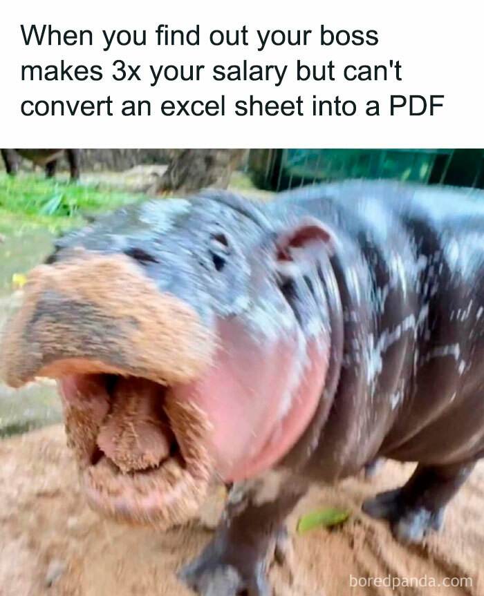Moo Deng Meme 16 673303347D0D9 700