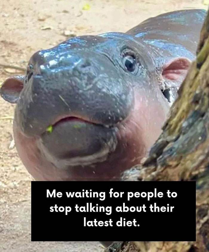 30 Irresistible Moo Deng Memes You’ll Love
