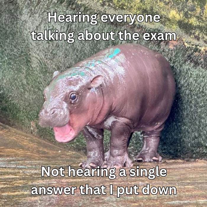 30 Irresistible Moo Deng Memes You’ll Love