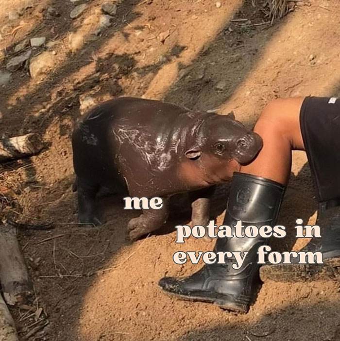 Moo Deng Meme 19 6733033A70Cae 700