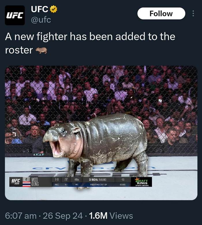 Moo Deng Meme 2 6733031B5333D 700