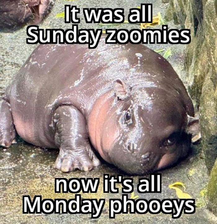 Moo Deng Meme 22 6733033Fb7C8D 700