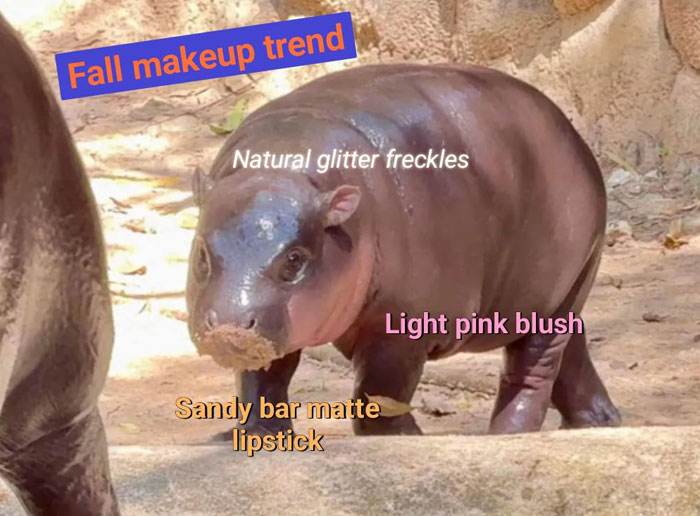 Moo Deng Meme 24 67330343B1421 700