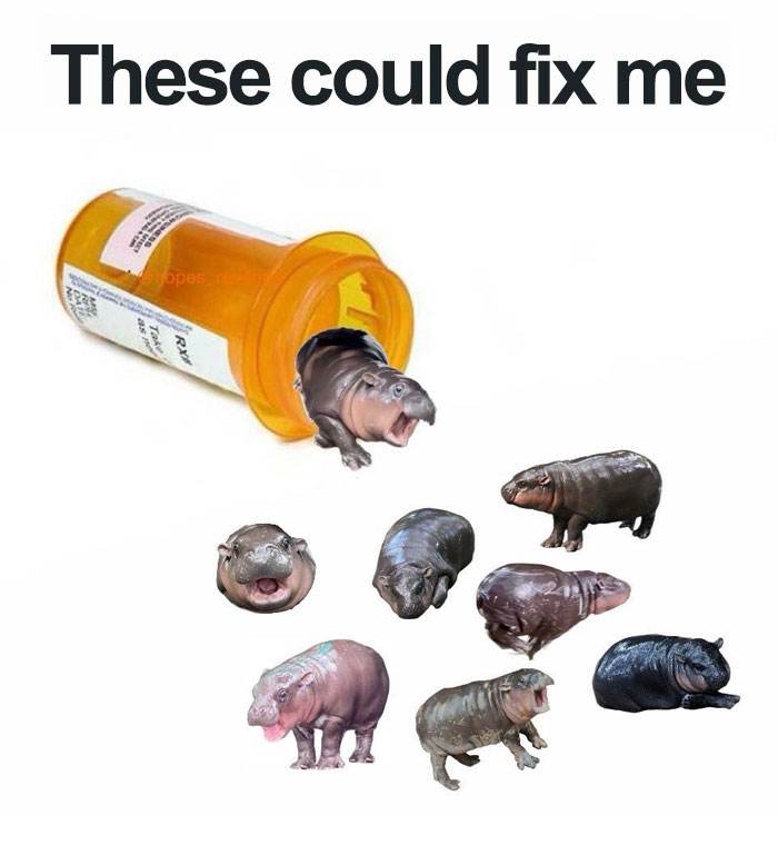 Moo Deng Meme 25 673303453F1E5 700