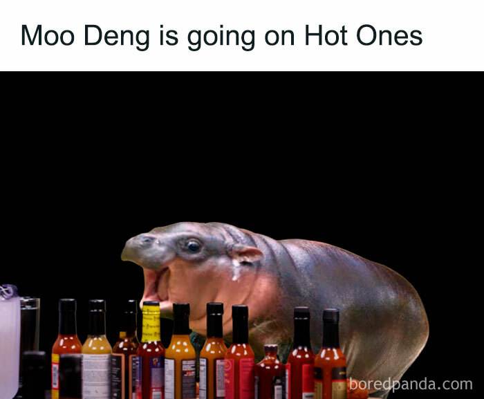 30 Irresistible Moo Deng Memes You’ll Love